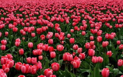 Conseil d&rsquo;administration du 3 juin 2022